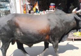 दुखद: बाजार से घर लौट रहे बुजुर्ग पर सांड ने किया हमला! अस्पताल पहुंचने से पहले ही तोड़ा दम