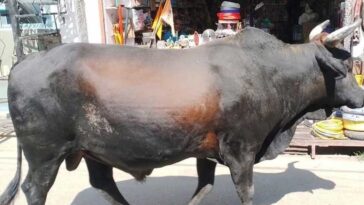 दुखद: बाजार से घर लौट रहे बुजुर्ग पर सांड ने किया हमला! अस्पताल पहुंचने से पहले ही तोड़ा दम