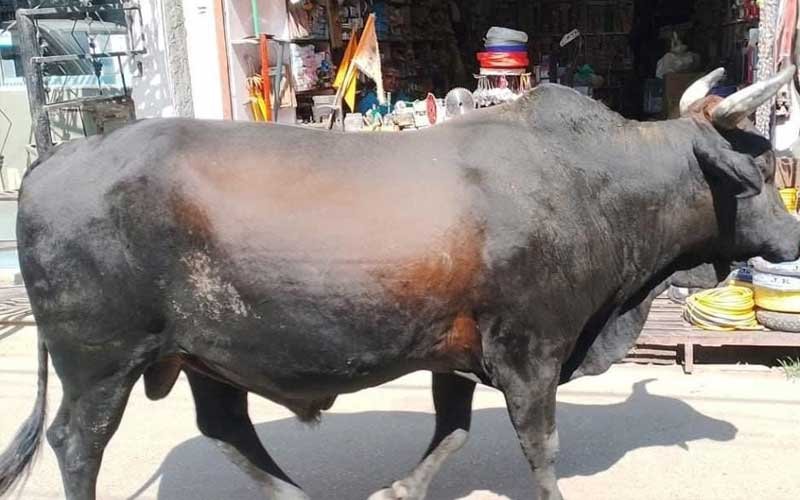 दुखद: बाजार से घर लौट रहे बुजुर्ग पर सांड ने किया हमला! अस्पताल पहुंचने से पहले ही तोड़ा दम