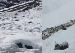 Himachal News Alert: हिमस्खलन और ठंड से 250 भेड़-बकरियों की मौत! दो भेड़पालक घायल