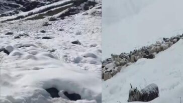 Himachal News Alert: हिमस्खलन और ठंड से 250 भेड़-बकरियों की मौत! दो भेड़पालक घायल