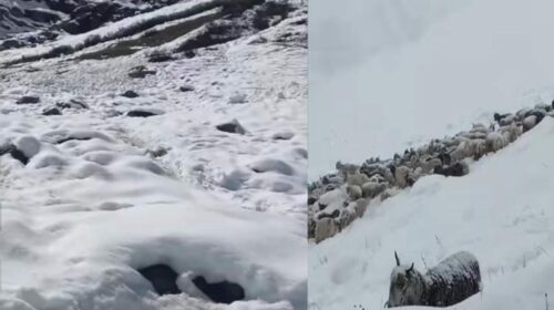 Himachal News Alert: हिमस्खलन और ठंड से 250 भेड़-बकरियों की मौत! दो भेड़पालक घायल