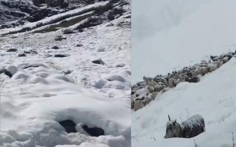 Himachal News Alert: हिमस्खलन और ठंड से 250 भेड़-बकरियों की मौत! दो भेड़पालक घायल