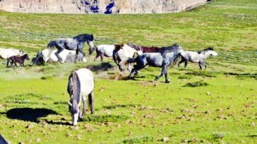 Lavi Fair: यह है शीत मरुस्थल का जहाज जो माइनस तापमान में भी करता है काम! लवी मेले में दिखेंगी इस घोड़े की शान….