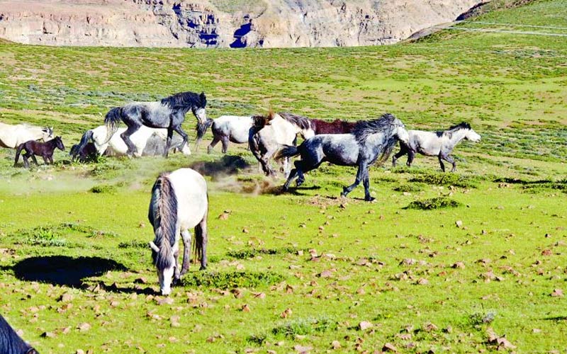 Lavi Fair: यह है शीत मरुस्थल का जहाज जो माइनस तापमान में भी करता है काम! लवी मेले में दिखेंगी इस घोड़े की शान….