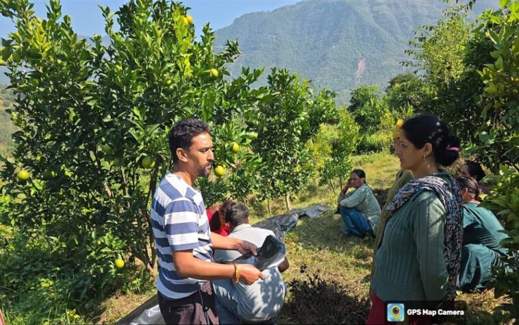 Himachal News Update: किसानों ने सोलन फल मार्केट में बेची 10 क्विंटल मौसमी की खेप! मिले बेहतर दाम Himachal News Update: किसानों ने सोलन फल मार्केट में बेची 10 क्विंटल मौसमी की खेप! मिले बेहतर दाम