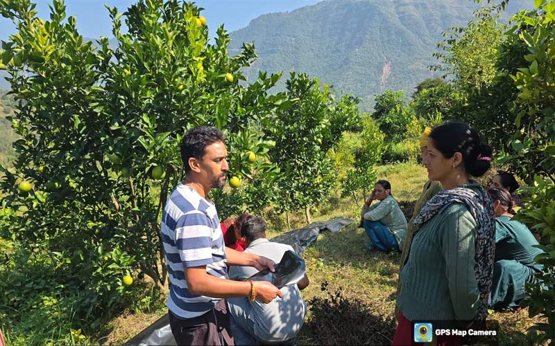 Himachal News Update: किसानों ने सोलन फल मार्केट में बेची 10 क्विंटल मौसमी की खेप! मिले बेहतर दाम