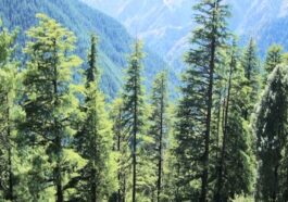 Himachal News: हिमाचल के वन क्षेत्र में उल्लेखनीय वृद्धि! 15,580.4 वर्ग किलोमीटर पहुंचा