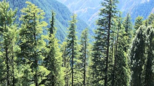 Himachal News: हिमाचल के वन क्षेत्र में उल्लेखनीय वृद्धि! 15,580.4 वर्ग किलोमीटर पहुंचा Himachal News: हिमाचल के वन क्षेत्र में उल्लेखनीय वृद्धि! 15,580.4 वर्ग किलोमीटर पहुंचा