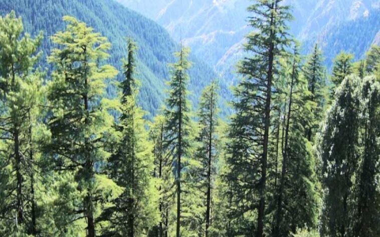 Himachal News: हिमाचल के वन क्षेत्र में उल्लेखनीय वृद्धि! 15,580.4 वर्ग किलोमीटर पहुंचा Himachal News: हिमाचल के वन क्षेत्र में उल्लेखनीय वृद्धि! 15,580.4 वर्ग किलोमीटर पहुंचा