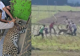 HP News: हिमाचल में तेंदुए ने दिनदहाड़े किया ग्रामीणों पर हमला! तीन घायल, वन विभाग ने पकड़ा..