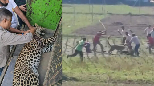 HP News: हिमाचल में तेंदुए ने दिनदहाड़े किया ग्रामीणों पर हमला! तीन घायल, वन विभाग ने पकड़ा..