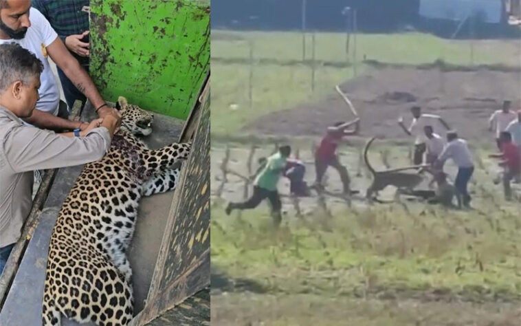 HP News: हिमाचल में तेंदुए ने दिनदहाड़े किया ग्रामीणों पर हमला! तीन घायल, वन विभाग ने पकड़ा..