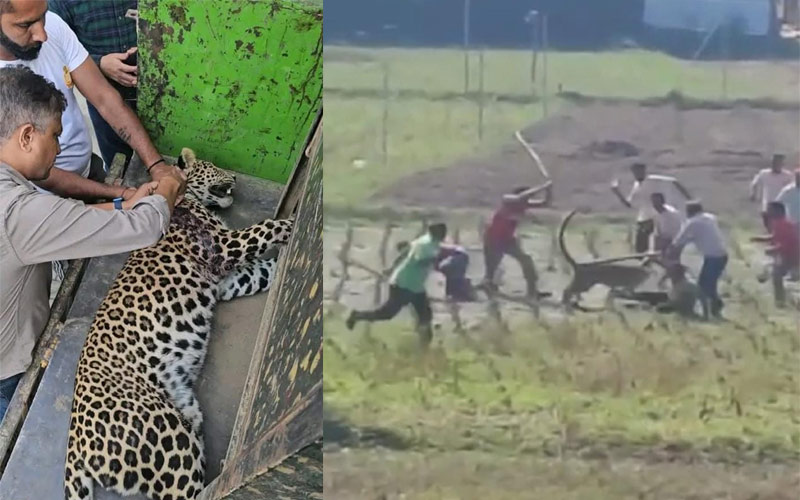 HP News: हिमाचल में तेंदुए ने दिनदहाड़े किया ग्रामीणों पर हमला! तीन घायल, वन विभाग ने पकड़ा..