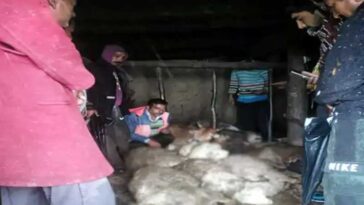 Himachal News Alert: आसमानी बिजली ने बरपाया कहर! 11 मवेशियों की मौत, युवती भी झुलसी