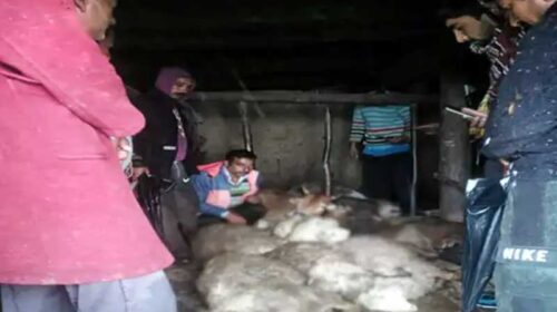Himachal News Alert: आसमानी बिजली ने बरपाया कहर! 11 मवेशियों की मौत, युवती भी झुलसी Himachal News Alert: आसमानी बिजली ने बरपाया कहर! 11 मवेशियों की मौत, युवती भी झुलसी