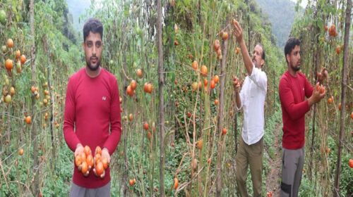 Himachal News Update: चार साल की उम्र में माता-पिता को खोया! अब प्राकृतिक खेती से कमा रहे दो लाख रुपए Himachal News Update: चार साल की उम्र में माता-पिता को खोया! अब प्राकृतिक खेती से कमा रहे दो लाख रुपए