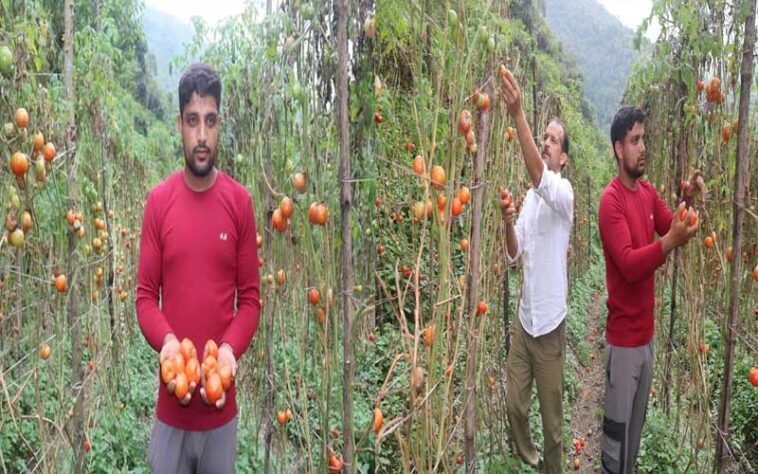 Himachal News Update: चार साल की उम्र में माता-पिता को खोया! अब प्राकृतिक खेती से कमा रहे दो लाख रुपए Himachal News Update: चार साल की उम्र में माता-पिता को खोया! अब प्राकृतिक खेती से कमा रहे दो लाख रुपए