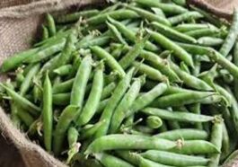 Himachal Latest News: मंडी में लोकल मटर की दस्तक! 200 रुपये प्रतिकिलो बिका, किसान खुश