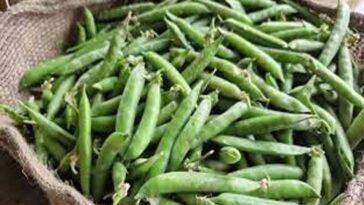 Himachal Latest News: मंडी में लोकल मटर की दस्तक! 200 रुपये प्रतिकिलो बिका, किसान खुश