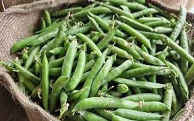 Himachal Latest News: मंडी में लोकल मटर की दस्तक! 200 रुपये प्रतिकिलो बिका, किसान खुश