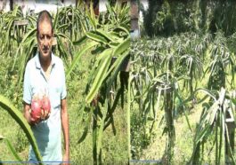 HP News: राजेंद्र ने तैयार किया ड्रैगन फ्रूट का बगीचा! लगाए 864 पौधे, शुरुआती दौर में 5 क्विंटल उत्पादन