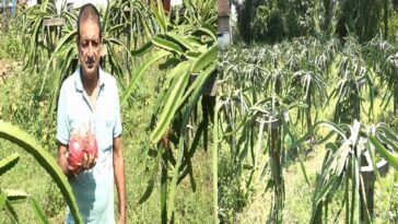 HP News: राजेंद्र ने तैयार किया ड्रैगन फ्रूट का बगीचा! लगाए 864 पौधे, शुरुआती दौर में 5 क्विंटल उत्पादन