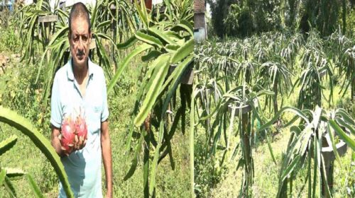 HP News: राजेंद्र ने तैयार किया ड्रैगन फ्रूट का बगीचा! लगाए 864 पौधे, शुरुआती दौर में 5 क्विंटल उत्पादन