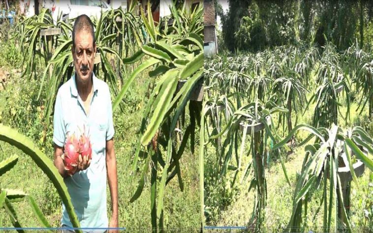 HP News: राजेंद्र ने तैयार किया ड्रैगन फ्रूट का बगीचा! लगाए 864 पौधे, शुरुआती दौर में 5 क्विंटल उत्पादन