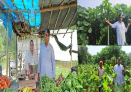 HP News: रिटायर्ड प्रिंसिपल ने किया कमाल! हर सीजन में बेच रहे लाखों की सब्जी