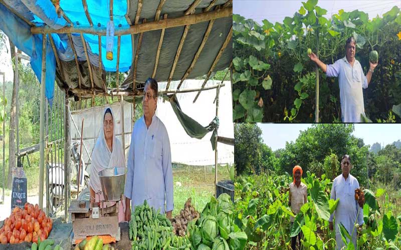 HP News: रिटायर्ड प्रिंसिपल ने किया कमाल! हर सीजन में बेच रहे लाखों की सब्जी