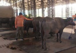 HP News: यहां है प्रदेश का पहला मुर्रा प्रजनन डेयरी फार्म! प्रारंभिक संचालन के लिए लाई गईं 9 शुद्ध नस्ल की भैंसें