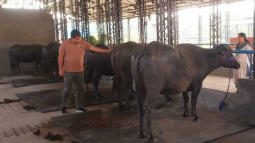 HP News: यहां है प्रदेश का पहला मुर्रा प्रजनन डेयरी फार्म! प्रारंभिक संचालन के लिए लाई गईं 9 शुद्ध नस्ल की भैंसें HP News: यहां है प्रदेश का पहला मुर्रा प्रजनन डेयरी फार्म! प्रारंभिक संचालन के लिए लाई गईं 9 शुद्ध नस्ल की भैंसें
