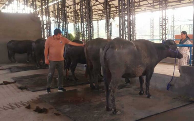 HP News: यहां है प्रदेश का पहला मुर्रा प्रजनन डेयरी फार्म! प्रारंभिक संचालन के लिए लाई गईं 9 शुद्ध नस्ल की भैंसें HP News: यहां है प्रदेश का पहला मुर्रा प्रजनन डेयरी फार्म! प्रारंभिक संचालन के लिए लाई गईं 9 शुद्ध नस्ल की भैंसें