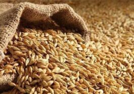 Himachal News: सरकार ने शुरू की प्राकृतिक जौ की खरीद! 60 रुपये प्रति किलोग्राम के हिसाब से खरीदा 140 क्विंटल