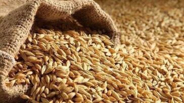 Himachal News: सरकार ने शुरू की प्राकृतिक जौ की खरीद! 60 रुपये प्रति किलोग्राम के हिसाब से खरीदा 140 क्विंटल