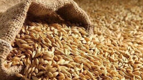 Himachal News: सरकार ने शुरू की प्राकृतिक जौ की खरीद! 60 रुपये प्रति किलोग्राम के हिसाब से खरीदा 140 क्विंटल Himachal News: सरकार ने शुरू की प्राकृतिक जौ की खरीद! 60 रुपये प्रति किलोग्राम के हिसाब से खरीदा 140 क्विंटल