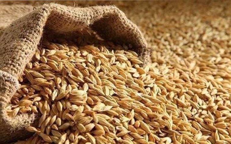 Himachal News: सरकार ने शुरू की प्राकृतिक जौ की खरीद! 60 रुपये प्रति किलोग्राम के हिसाब से खरीदा 140 क्विंटल