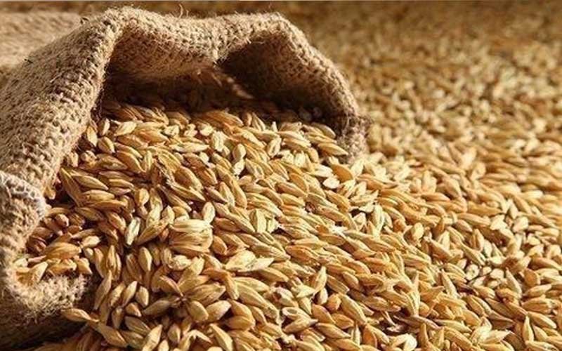 Himachal News: सरकार ने शुरू की प्राकृतिक जौ की खरीद! 60 रुपये प्रति किलोग्राम के हिसाब से खरीदा 140 क्विंटल