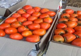 Himachal News Update: जापानी फल के दामों में भारी उछाल! 160 रुपये प्रतिकिलो तक बिका