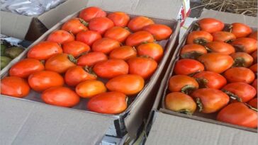 Himachal News Update: जापानी फल की मंडियों में दस्तक! 110 रुपये प्रति किलो तक बिका, बागवान खुश