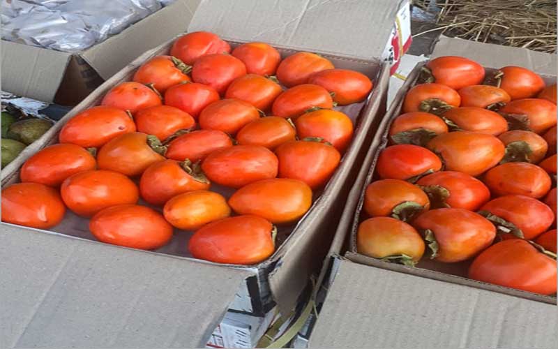 Himachal News Update: जापानी फल के दामों में भारी उछाल! 160 रुपये प्रतिकिलो तक बिका