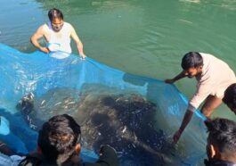 Himachal Latest News: ब्यास व सहायक नदियों में डाले 2.20 लाख मछली बीज! छोटी मछलियों का शिकार न करने की अपील
