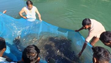 Himachal Latest News: ब्यास व सहायक नदियों में डाले 2.20 लाख मछली बीज! छोटी मछलियों का शिकार न करने की अपील