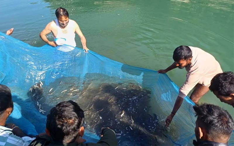 Himachal Latest News: ब्यास व सहायक नदियों में डाले 2.20 लाख मछली बीज! छोटी मछलियों का शिकार न करने की अपील