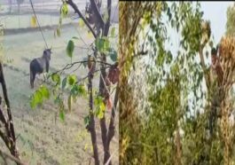 Himachal News Update: गेहूं के खेतों में घुसा आवारा बैल! दो युवकों को दौड़ाया, जान बचाने को पेड़ पर चढ़े…