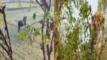 Himachal News Update: गेहूं के खेतों में घुसा आवारा बैल! दो युवकों को दौड़ाया, जान बचाने को पेड़ पर चढ़े…
