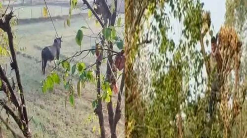 Himachal News Update: गेहूं के खेतों में घुसा आवारा बैल! दो युवकों को दौड़ाया, जान बचाने को पेड़ पर चढ़े…