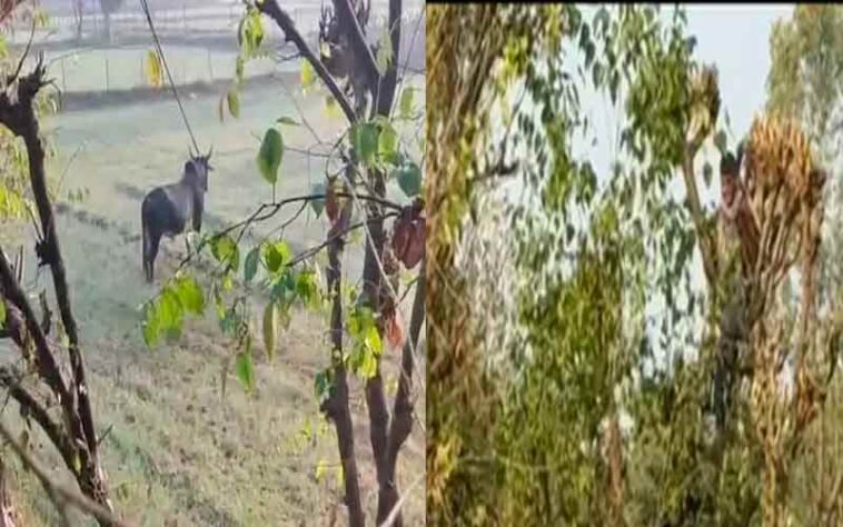 Himachal News Update: गेहूं के खेतों में घुसा आवारा बैल! दो युवकों को दौड़ाया, जान बचाने को पेड़ पर चढ़े…