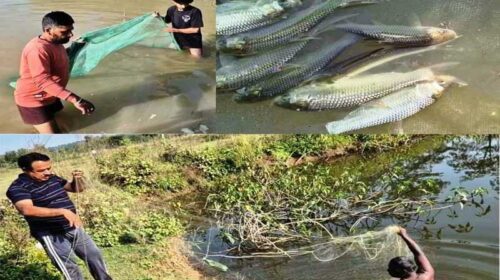 मुख्यमंत्री कार्प मत्स्य पालन योजना: ग्रामीण आजीविका व स्वरोजगार की नई राह! मछली पालन से युवा कमा रहे लाखों का मुनाफा